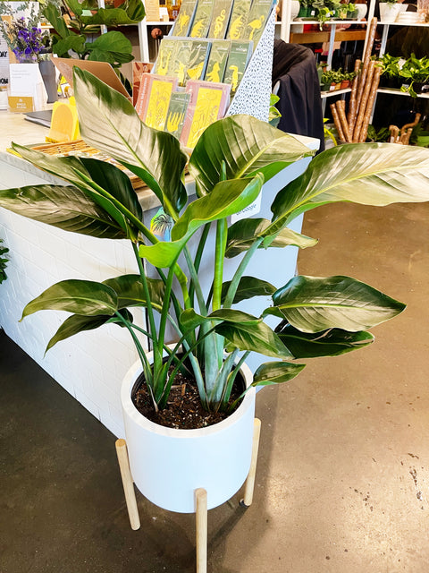 Strelitzia Bird of Paradise